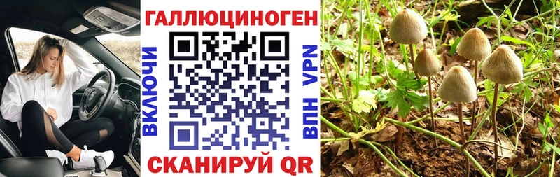 хочу   Старая Русса  Псилоцибиновые грибы Psilocybe 